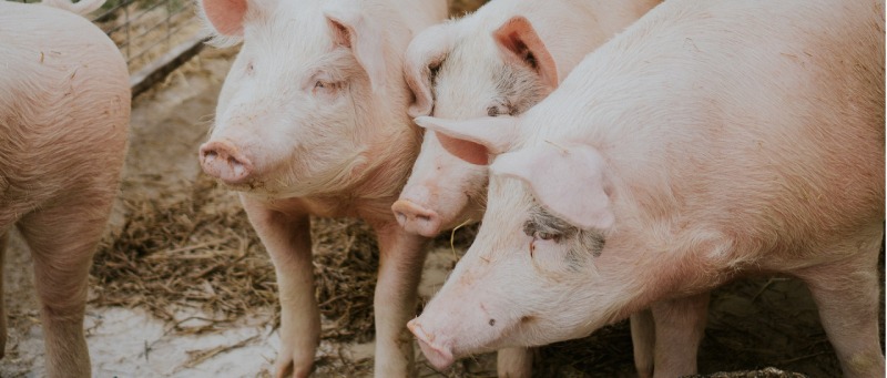 Seis respuestas sobre el virus G4 y la �potencial pandemia�